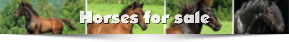 Horses-for-sale