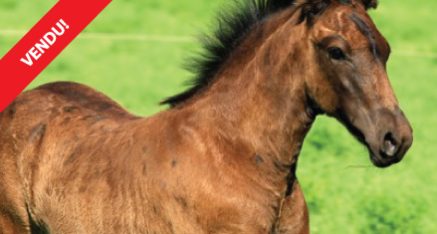 One-year old – Richer Fidel’O Batailleur