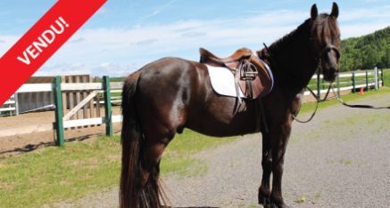 EZ Acres Astro Alfa